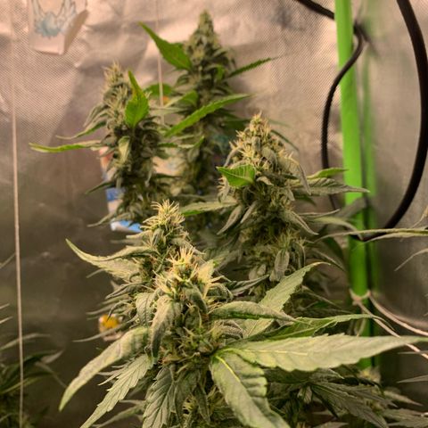 NITRO HAZE/BSF growlog timeline photo