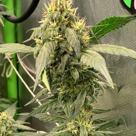 NITRO HAZE/BSF growlog timeline photo