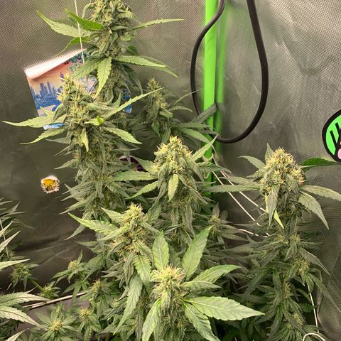 NITRO HAZE/BSF growlog timeline photo