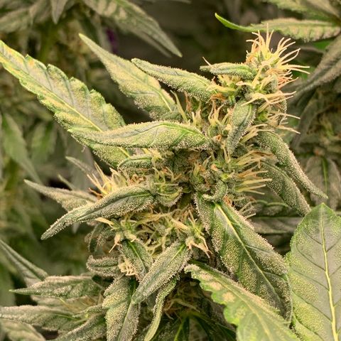 NITRO HAZE/BSF growlog timeline photo