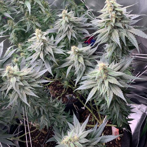 TROPICANA CHERRY/DONA FLORINDA growlog timeline photo