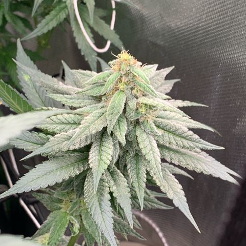 TROPICANA CHERRY/DONA FLORINDA growlog timeline photo