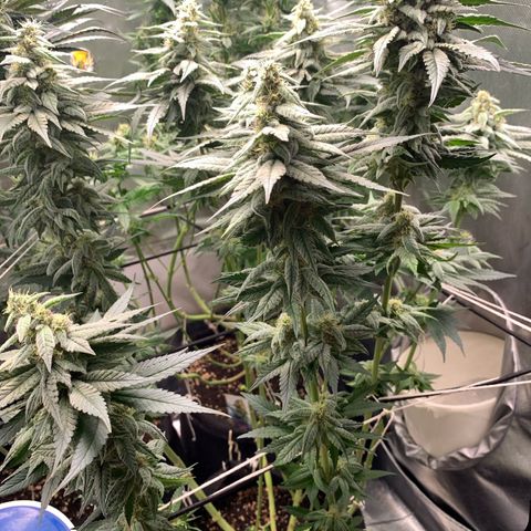 TROPICANA CHERRY/DONA FLORINDA growlog timeline photo