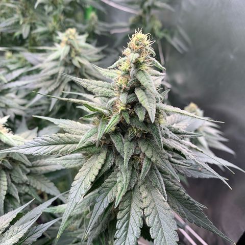 TROPICANA CHERRY/DONA FLORINDA growlog timeline photo