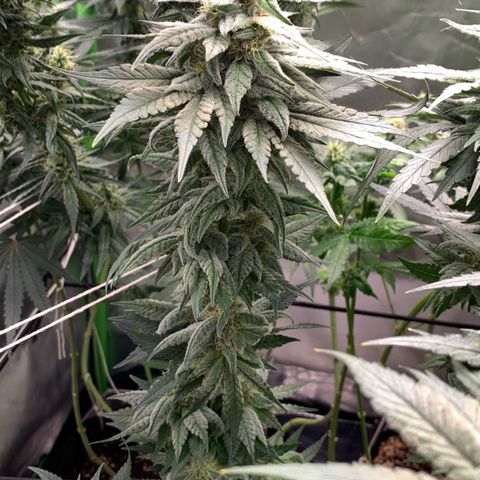 TROPICANA CHERRY/DONA FLORINDA growlog timeline photo