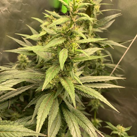 ORIGINAL GELATO/DONA FLORINDA growlog timeline photo