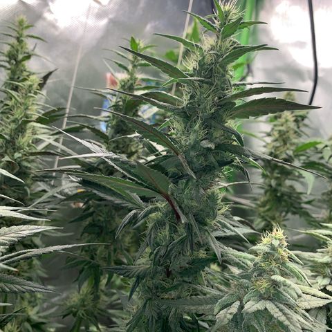 ORIGINAL GELATO/DONA FLORINDA growlog timeline photo