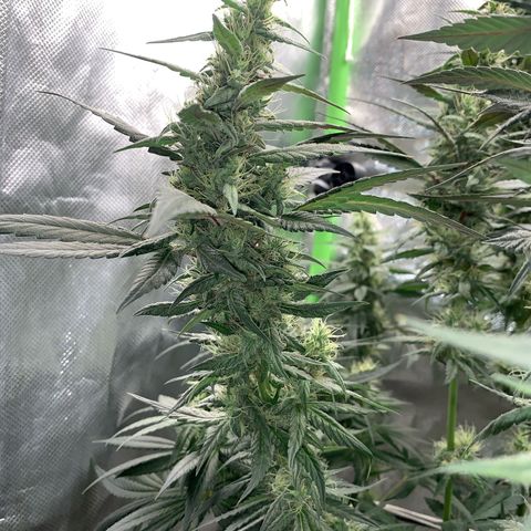 ORIGINAL GELATO/DONA FLORINDA growlog timeline photo