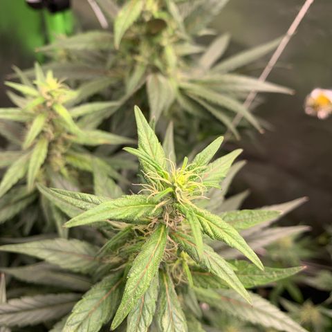 ORIGINAL GELATO/DONA FLORINDA growlog timeline photo