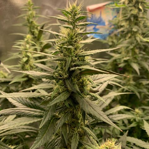 ORIGINAL GELATO/DONA FLORINDA growlog timeline photo