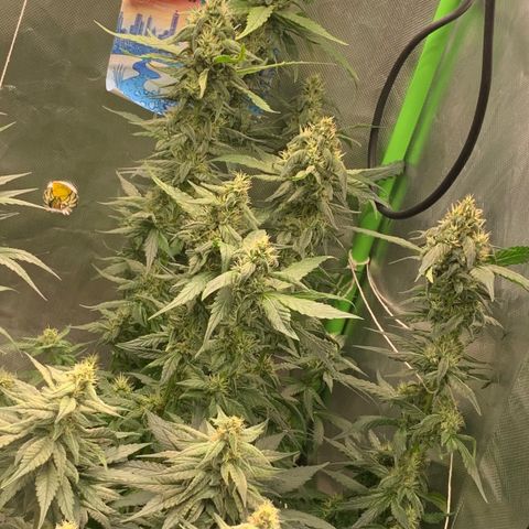 ORIGINAL GELATO/DONA FLORINDA growlog timeline photo