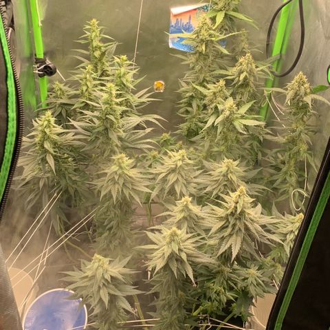 ORIGINAL GELATO/DONA FLORINDA growlog timeline photo