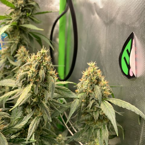 NITRO HAZE/BSF growlog timeline photo