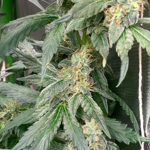 NITRO HAZE/BSF growlog timeline photo