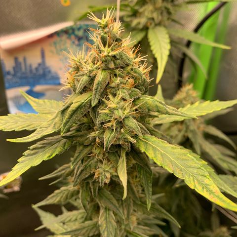 NITRO HAZE/BSF growlog timeline photo