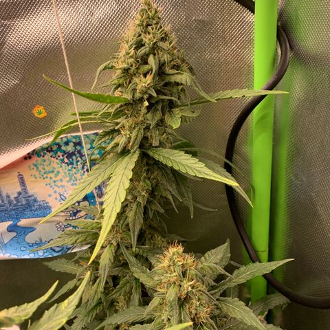NITRO HAZE/BSF growlog timeline photo