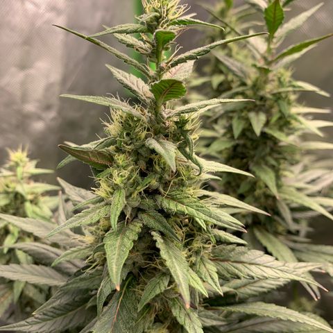 ORIGINAL GELATO/DONA FLORINDA growlog timeline photo