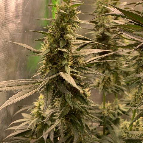 ORIGINAL GELATO/DONA FLORINDA growlog timeline photo