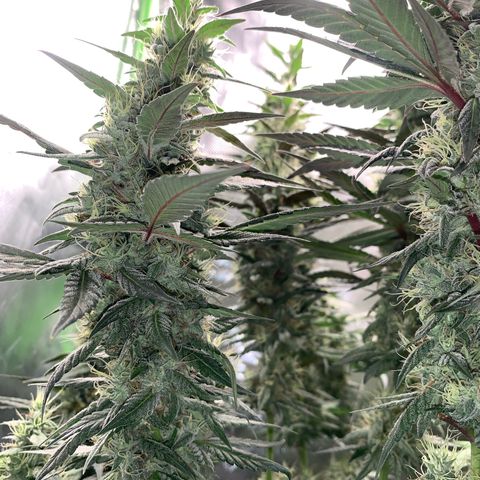 ORIGINAL GELATO/DONA FLORINDA growlog timeline photo