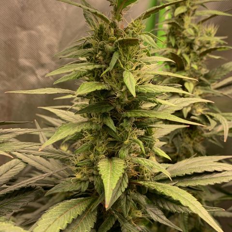 ORIGINAL GELATO/DONA FLORINDA growlog timeline photo