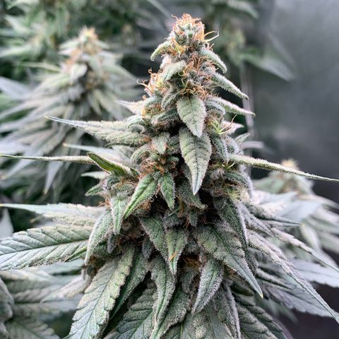 TROPICANA CHERRY/DONA FLORINDA growlog timeline photo