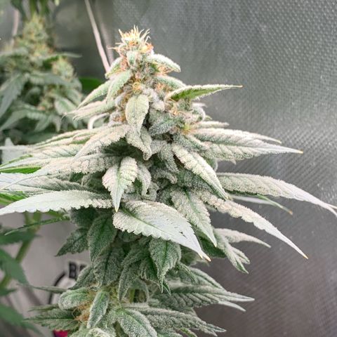 TROPICANA CHERRY/DONA FLORINDA growlog timeline photo