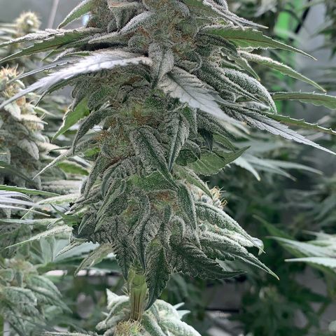 TROPICANA CHERRY/DONA FLORINDA growlog timeline photo