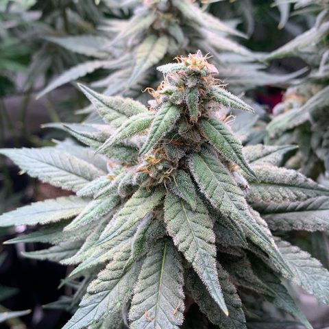 TROPICANA CHERRY/DONA FLORINDA growlog timeline photo