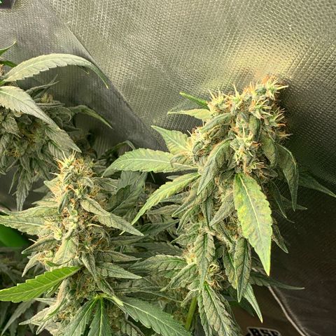 NITRO HAZE/BSF growlog timeline photo