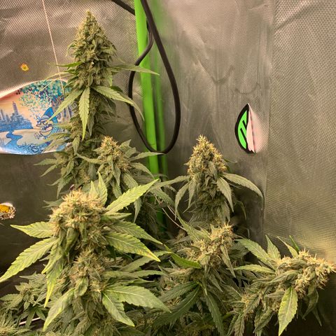 NITRO HAZE/BSF growlog timeline photo