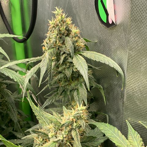 NITRO HAZE/BSF growlog timeline photo