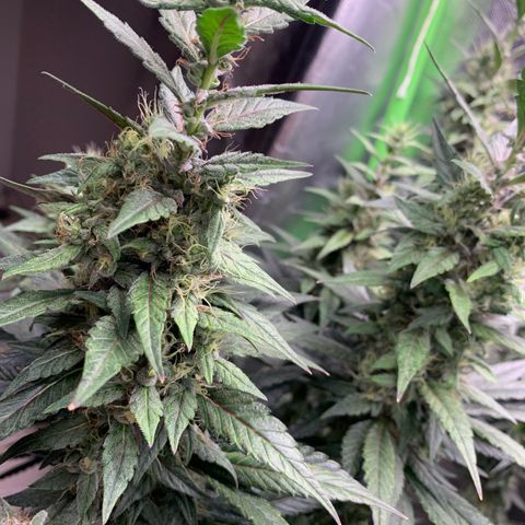 ORIGINAL GELATO/DONA FLORINDA growlog timeline photo