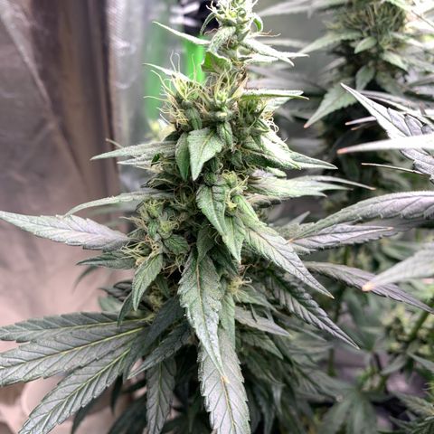 ORIGINAL GELATO/DONA FLORINDA growlog timeline photo
