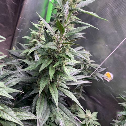 ORIGINAL GELATO/DONA FLORINDA growlog timeline photo