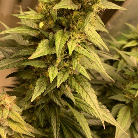 ORIGINAL GELATO/DONA FLORINDA growlog timeline photo