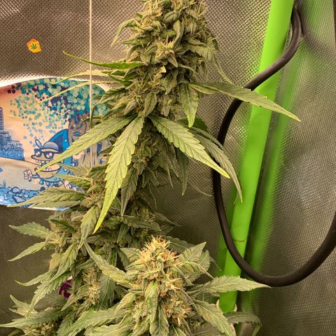 NITRO HAZE/BSF growlog timeline photo