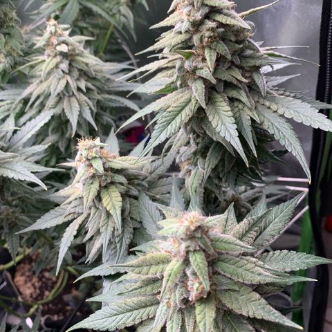 TROPICANA CHERRY/DONA FLORINDA growlog timeline photo