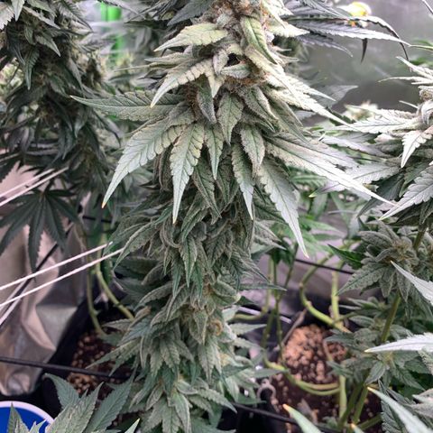TROPICANA CHERRY/DONA FLORINDA growlog timeline photo