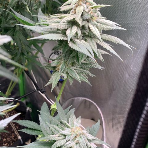 TROPICANA CHERRY/DONA FLORINDA growlog timeline photo
