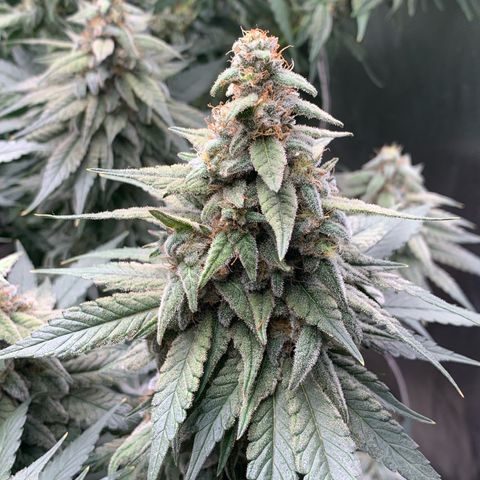 TROPICANA CHERRY/DONA FLORINDA growlog timeline photo
