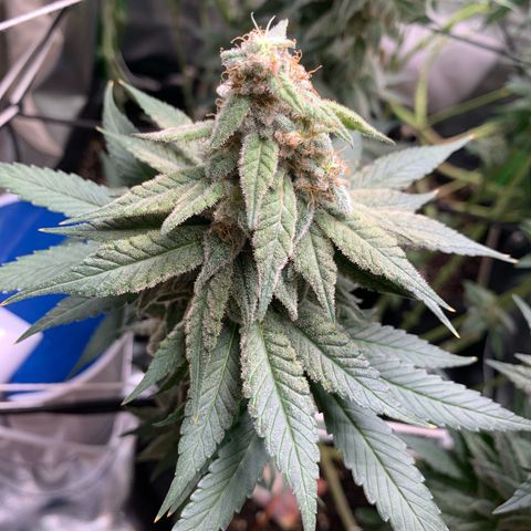 TROPICANA CHERRY/DONA FLORINDA growlog timeline photo