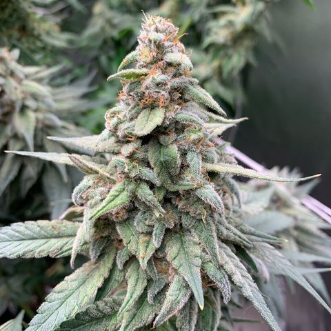TROPICANA CHERRY/DONA FLORINDA growlog timeline photo