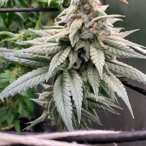 TROPICANA CHERRY/DONA FLORINDA growlog timeline photo