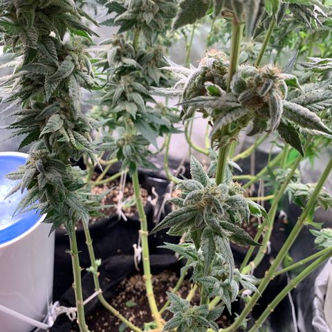 TROPICANA CHERRY/DONA FLORINDA growlog timeline photo