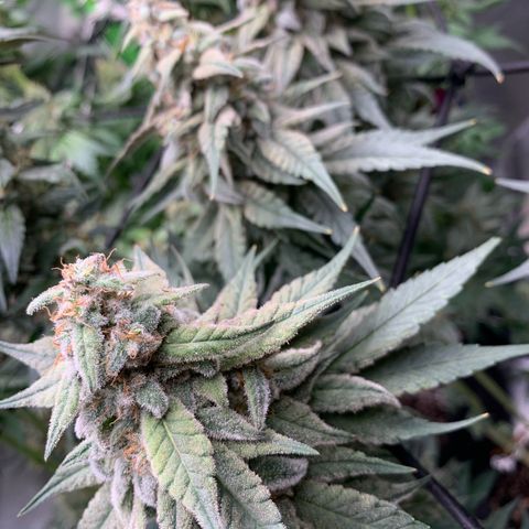 TROPICANA CHERRY/DONA FLORINDA growlog timeline photo