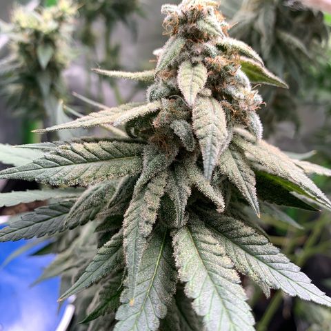 TROPICANA CHERRY/DONA FLORINDA growlog timeline photo