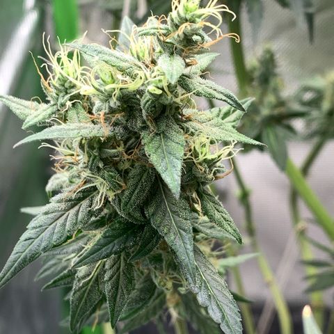 ORIGINAL GELATO/DONA FLORINDA growlog timeline photo