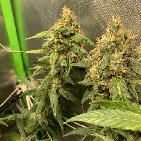 NITRO HAZE/BSF growlog timeline photo