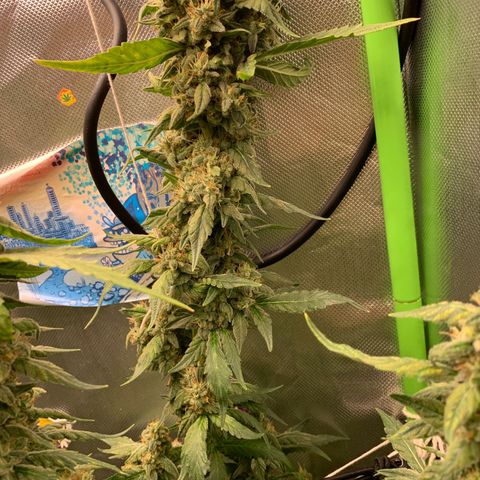 NITRO HAZE/BSF growlog timeline photo