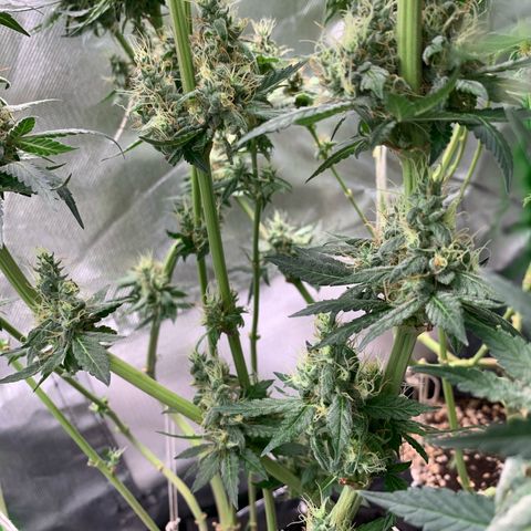 ORIGINAL GELATO/DONA FLORINDA growlog timeline photo
